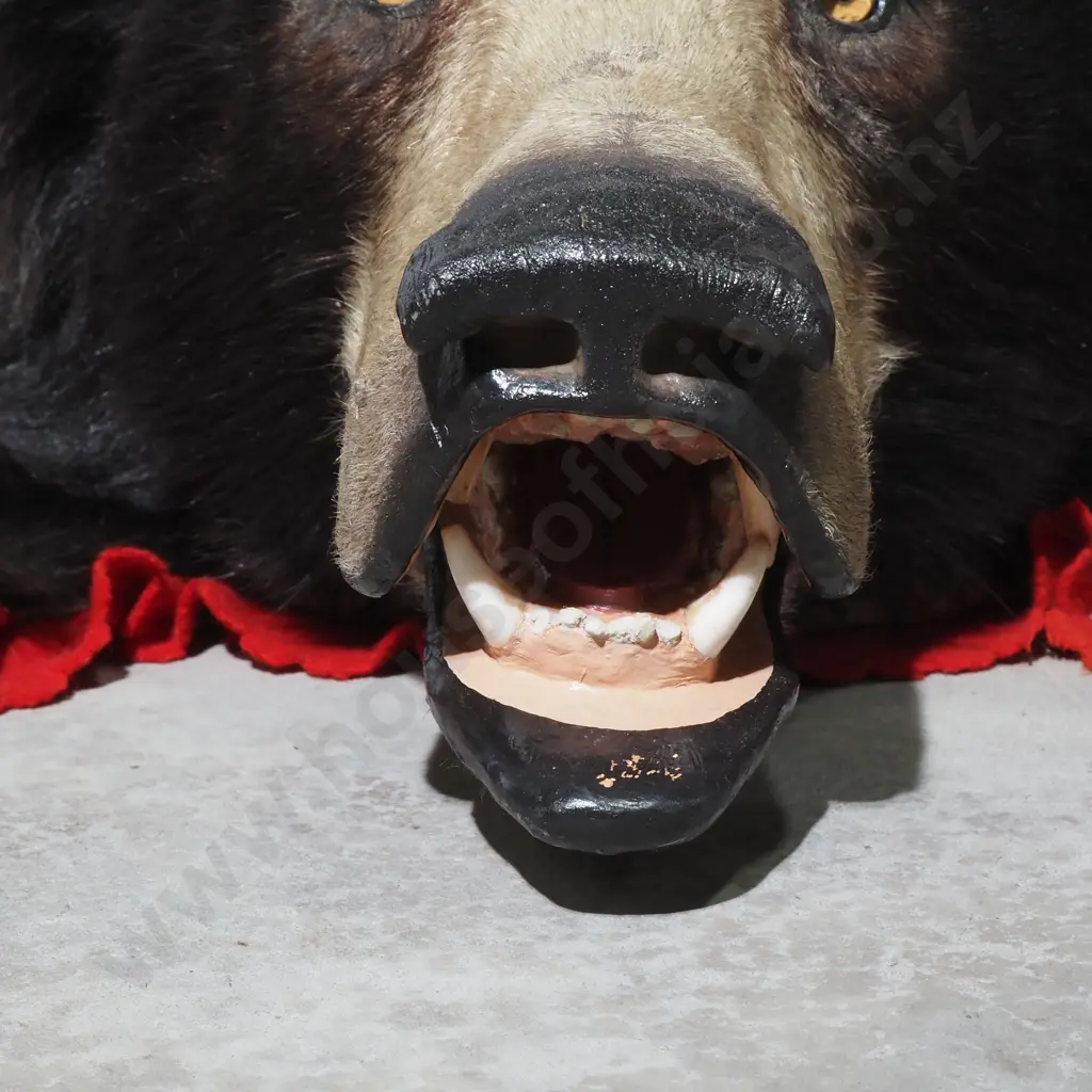 Indian Sloth Bear Rug Image 1++