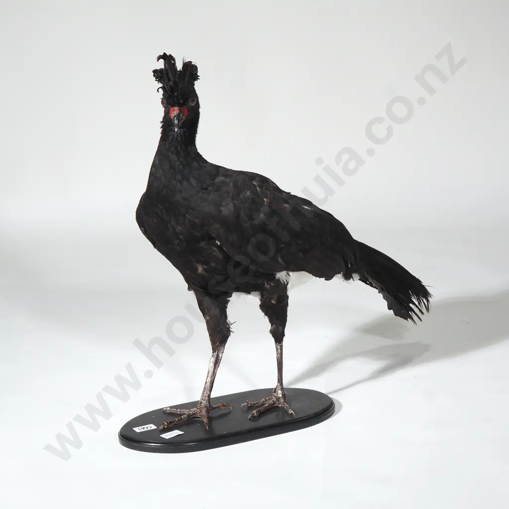 Taxidermied Bird 'Curassow' w Striking Plumage & Curled Crest Image 1++