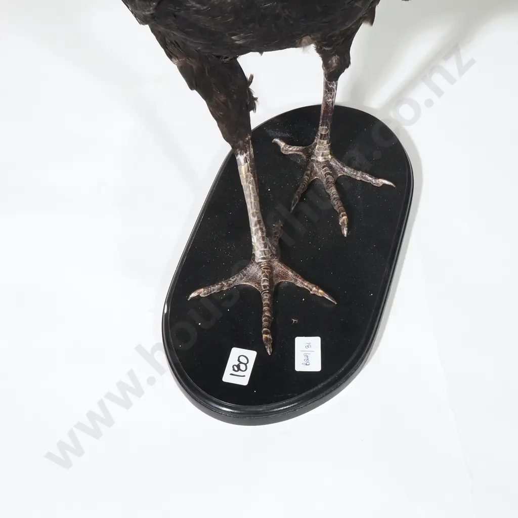 Taxidermied Bird 'Curassow' w Striking Plumage & Curled Crest Image 1++