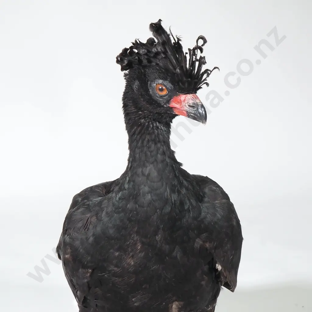 Taxidermied Bird 'Curassow' w Striking Plumage & Curled Crest Image 1++