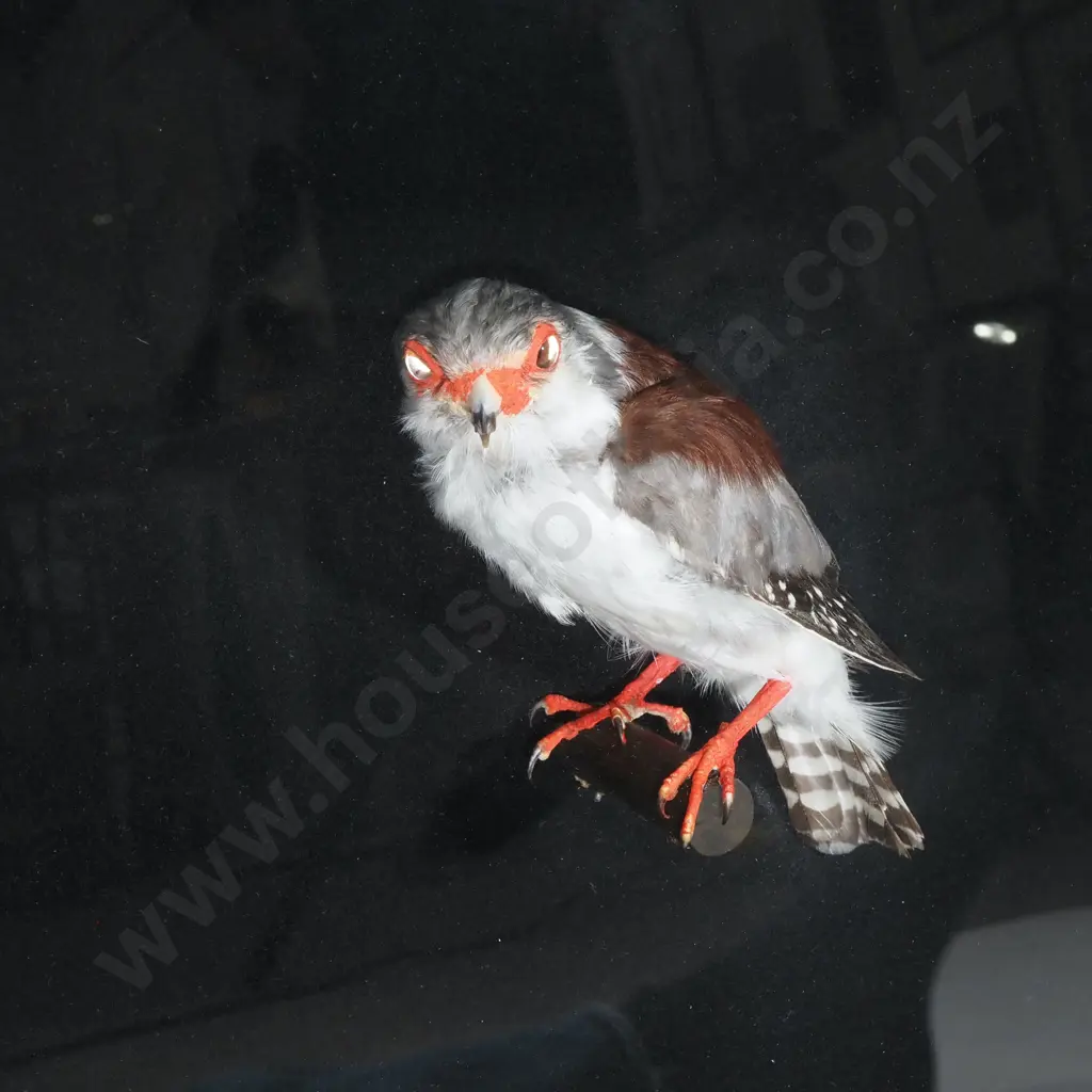 Pygmy Falcon in a Display Case Image 1++
