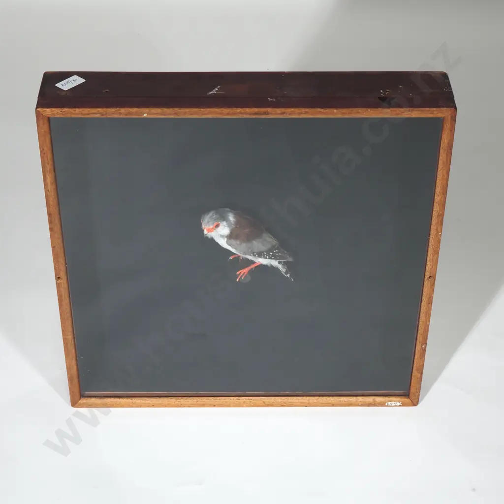 Pygmy Falcon in a Display Case Image 1++