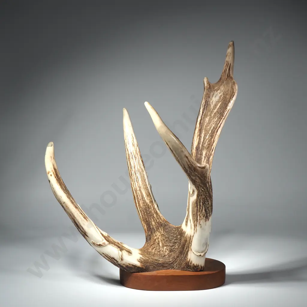 Mounted Antler w Carved Primitive Lizard Motifs Image 1++