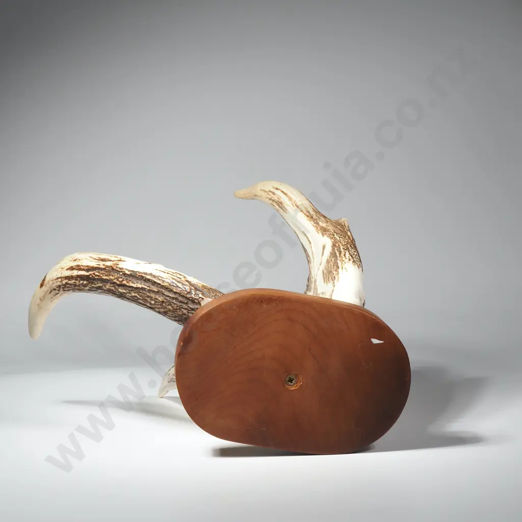 Mounted Antler w Carved Primitive Lizard Motifs Image 1++