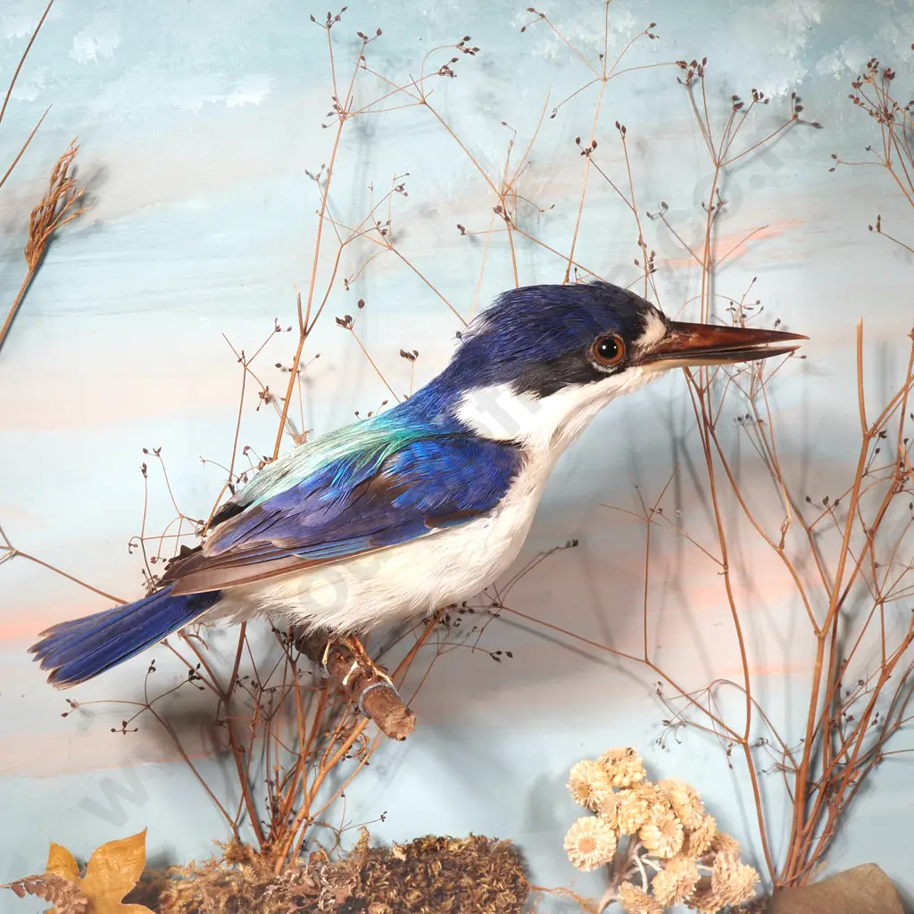 Taxidermied European Kingfisher in a Display Case Image 1++