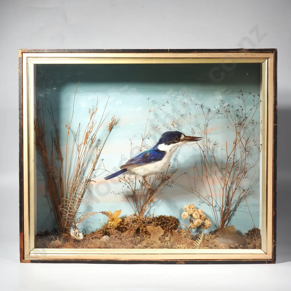 Taxidermied European Kingfisher in a Display Case Image 1++