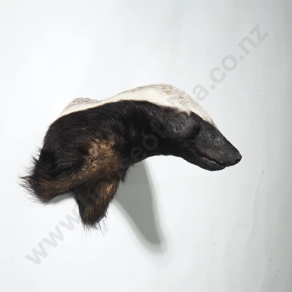 Shoulder Mounted Honey Badger Head Image 1++