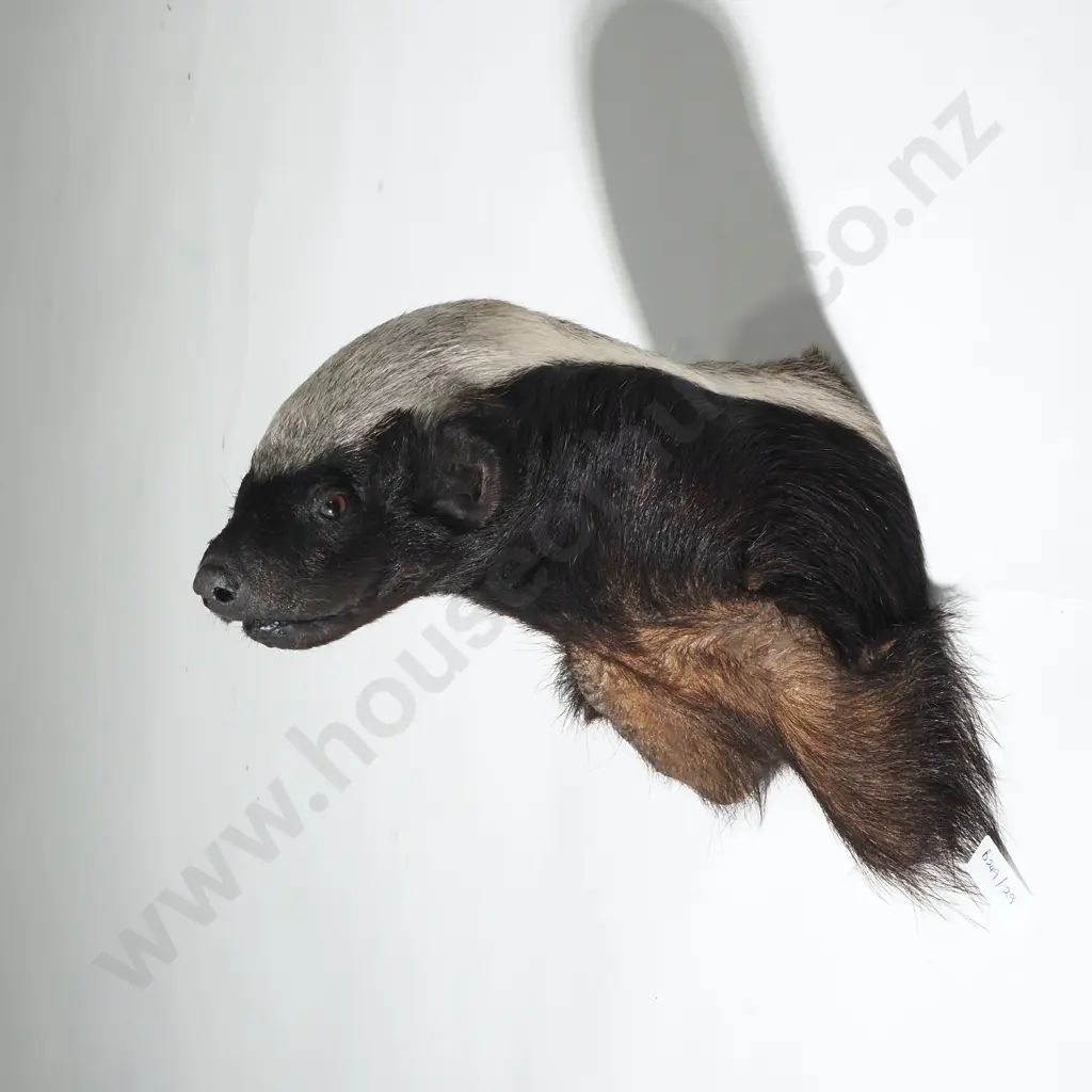 Shoulder Mounted Honey Badger Head Image 1++