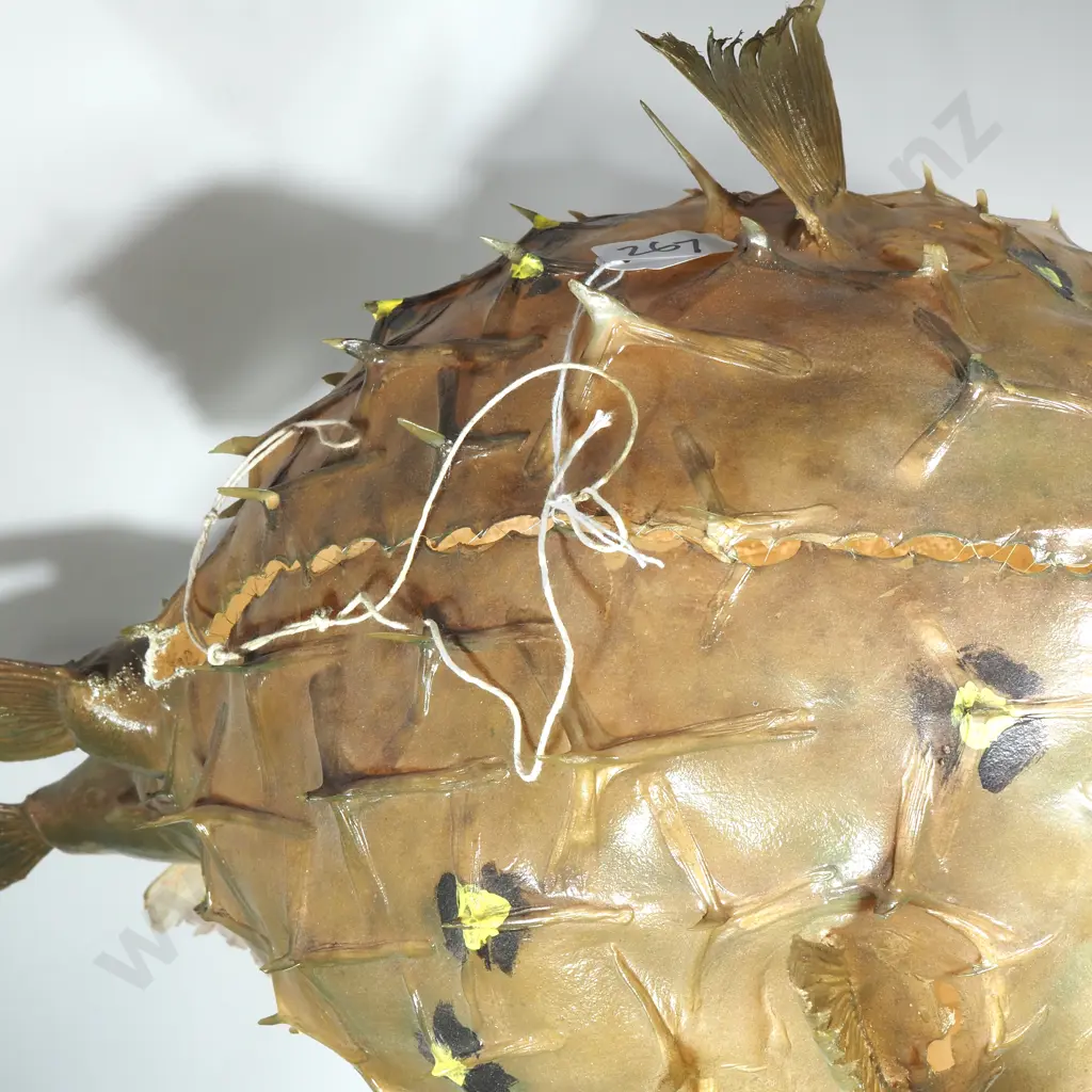 Large Preserved Inflated Porcupinefish w Hanging String Image 1++