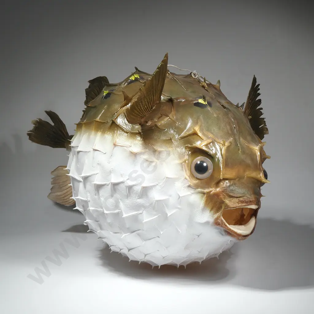 Large Preserved Inflated Porcupinefish w Hanging String Image 1++