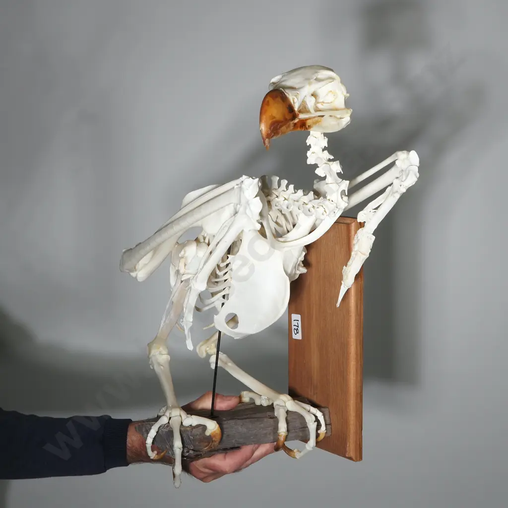 Vulture Skeleton w Wooden Plinth for Wall Mounting Image 1++