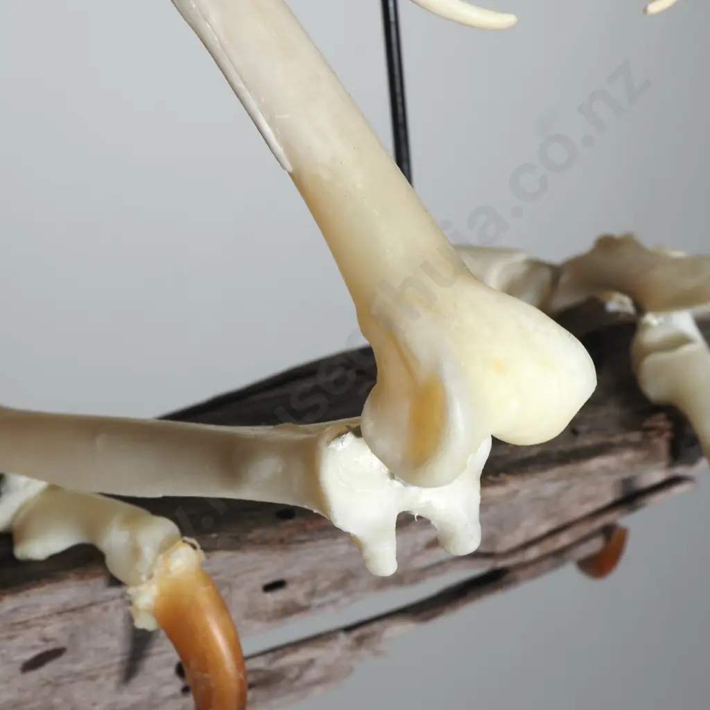 Vulture Skeleton w Wooden Plinth for Wall Mounting Image 1++