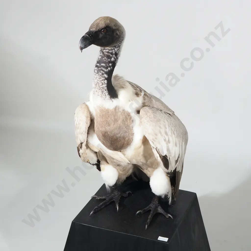 A Taxidermy Cape Vulture (Gyps coprotheres) in Standing Position on a Black Tapered Plinth Image 1++