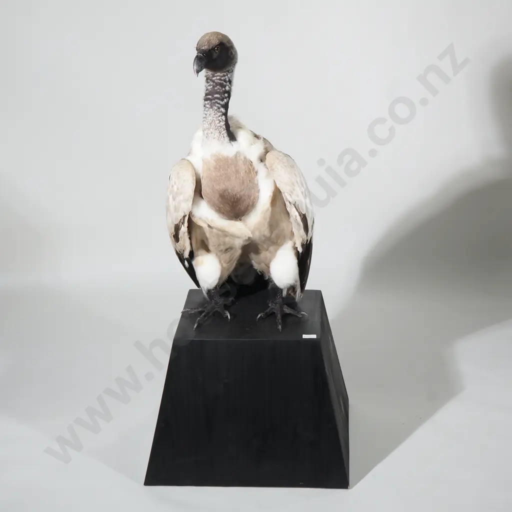 A Taxidermy Cape Vulture (Gyps coprotheres) in Standing Position on a Black Tapered Plinth Image 1++