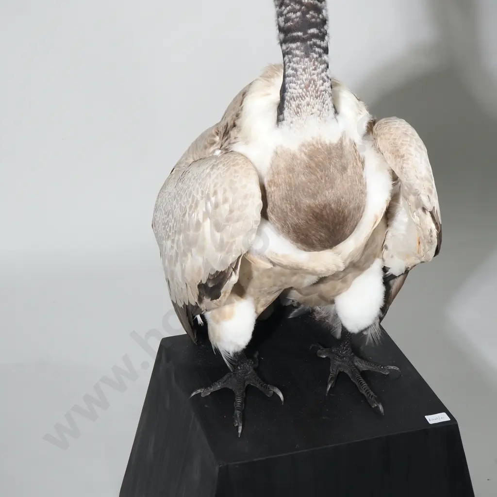 A Taxidermy Cape Vulture (Gyps coprotheres) in Standing Position on a Black Tapered Plinth Image 1++