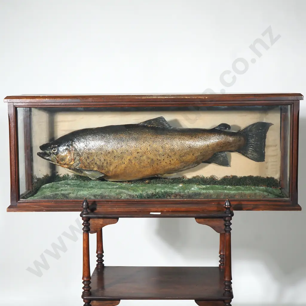 Taxidermied Trout in a Display Case Image 1++