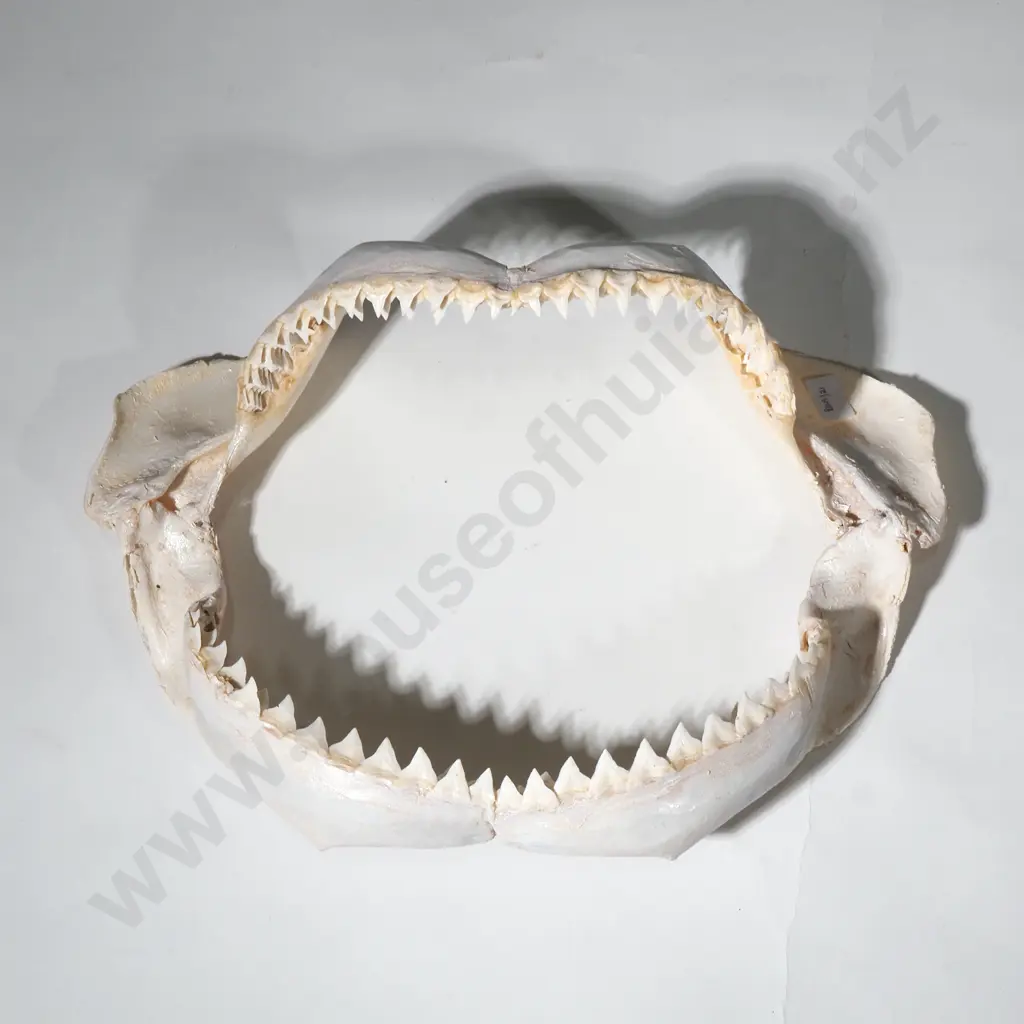 Large Shark Jaws w Numerous Teeth Image 1++