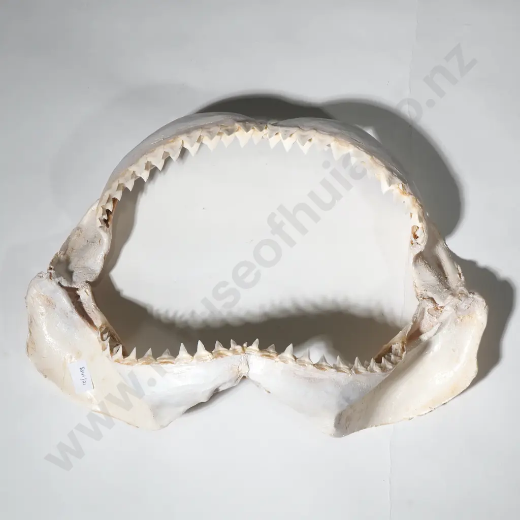 Large Shark Jaws w Numerous Teeth Image 1++