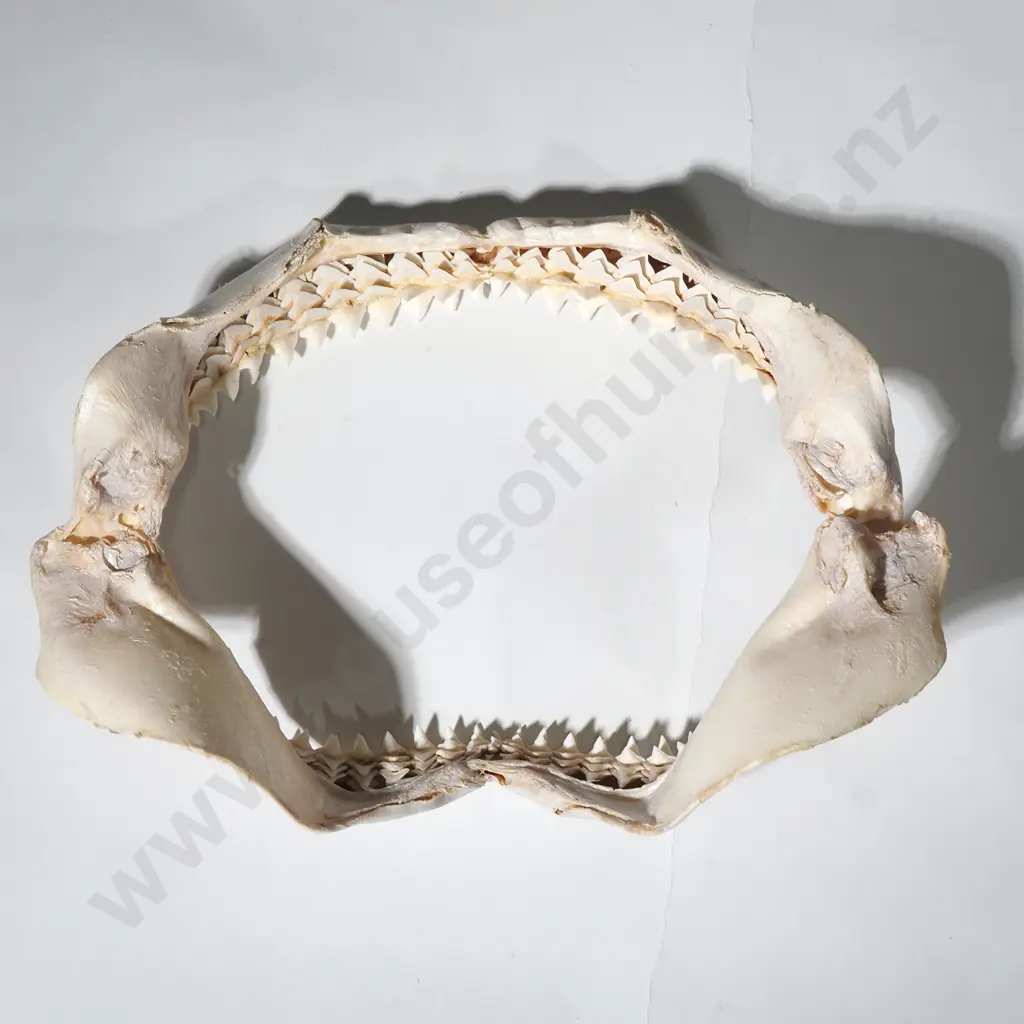 Large Shark Jaws w Numerous Teeth Image 1++