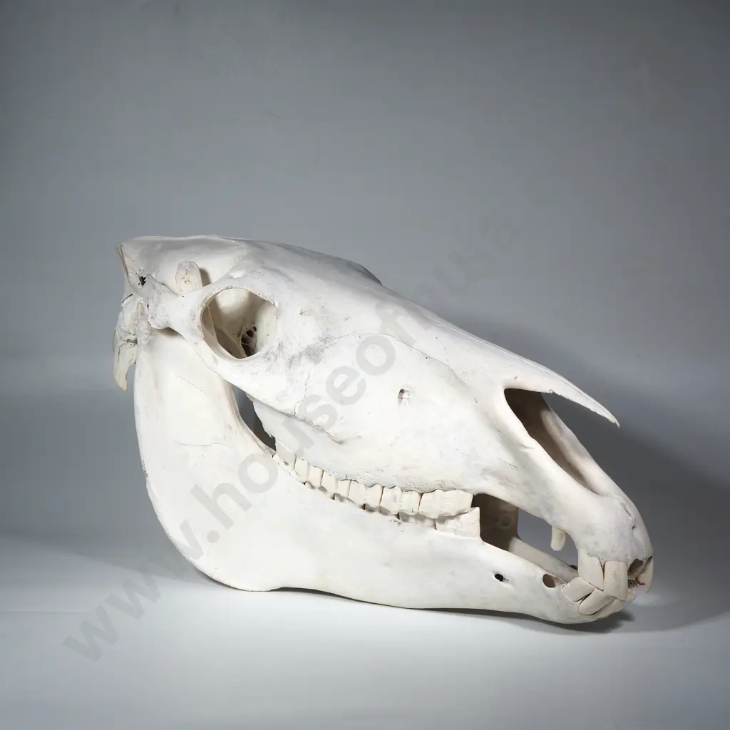 Zebra Skull Image 1++