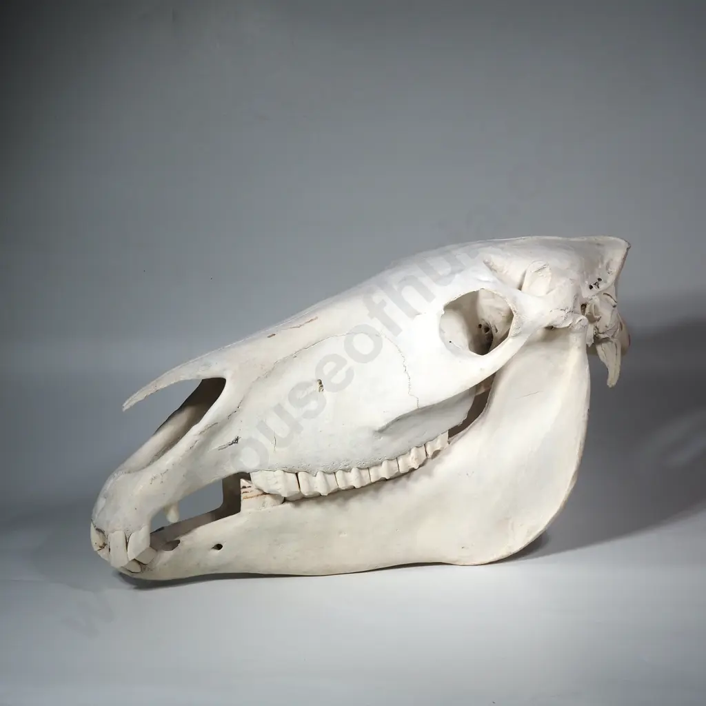 Zebra Skull Image 1++