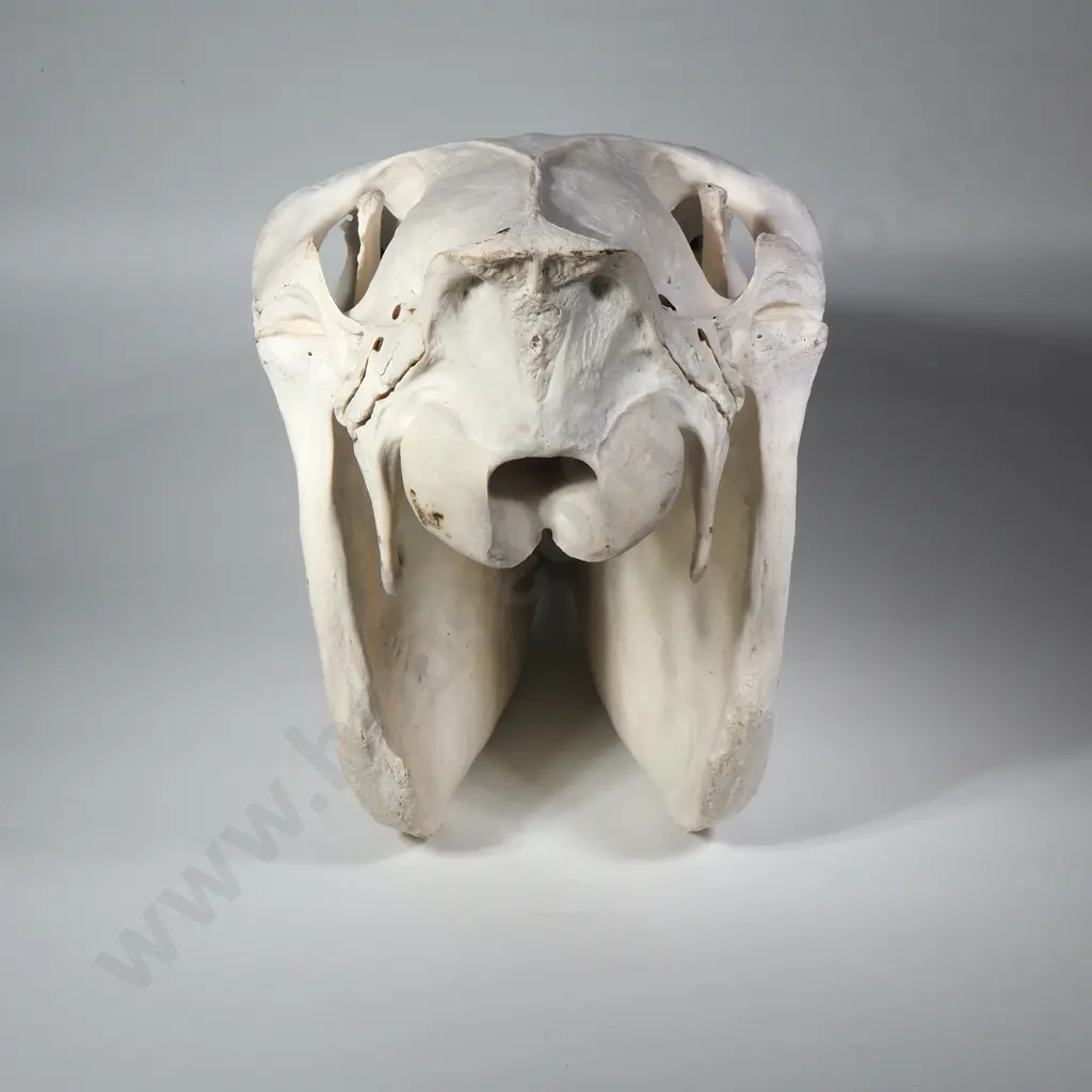 Zebra Skull Image 1++