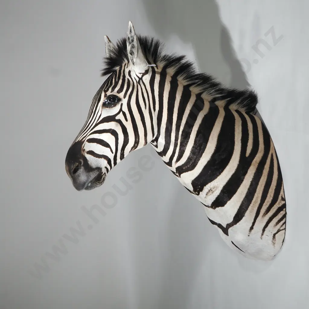 Shoulder Mount Taxidermy Zebra Head Image 1++