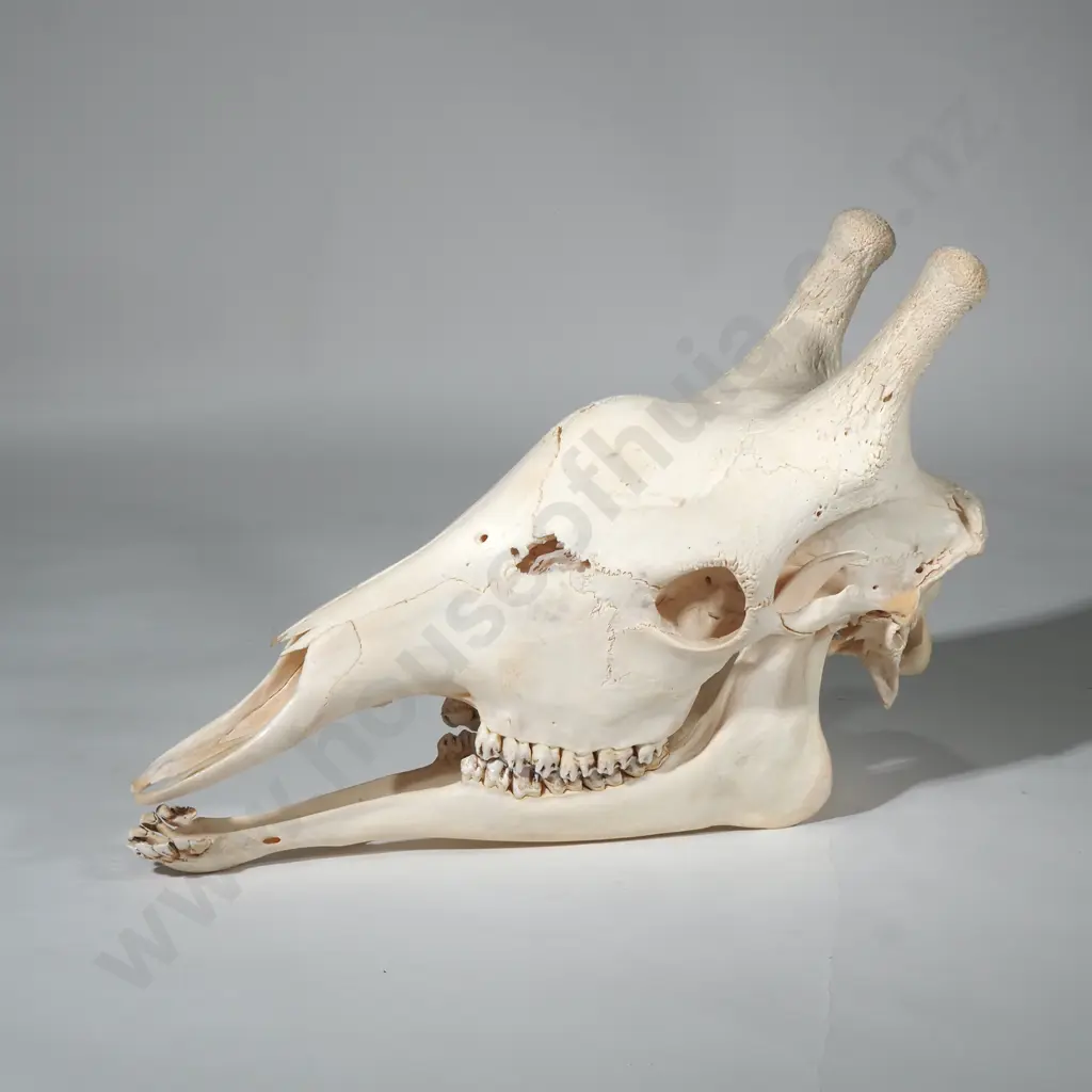 Giraffe Skull Image 1++