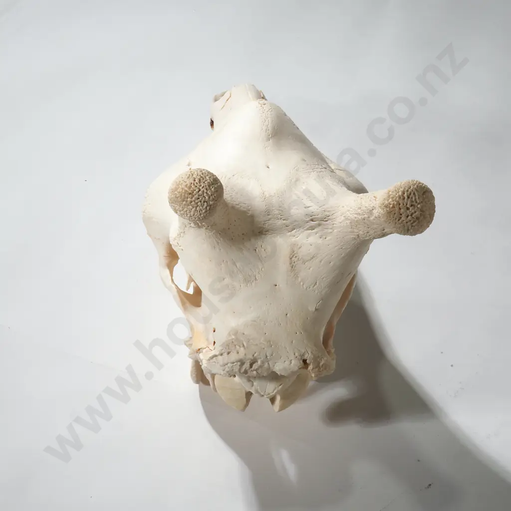 Giraffe Skull Image 1++