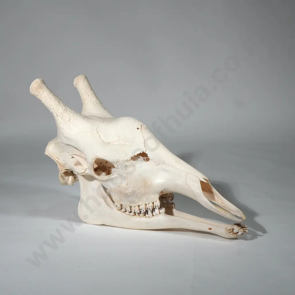 Giraffe Skull Image 1++