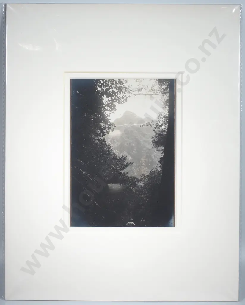 Photograph of the Milford Track Through Foliage - c.1900 Image 1++
