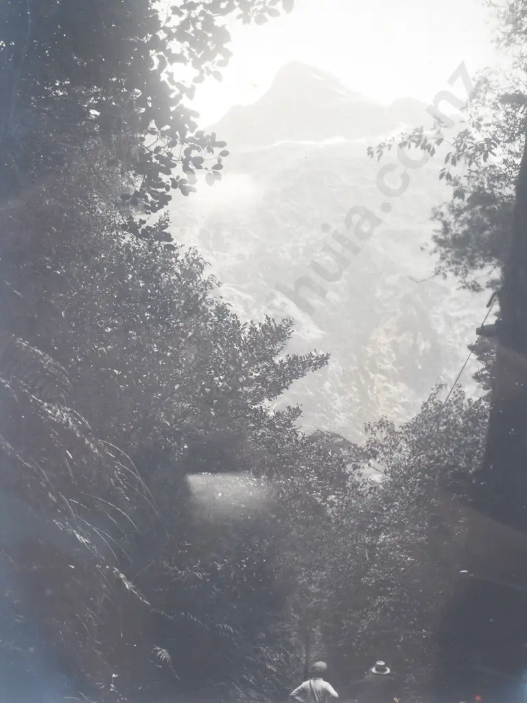 Photograph of the Milford Track Through Foliage - c.1900 Image 1++
