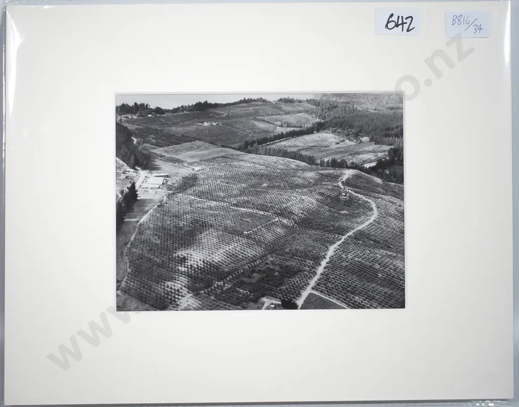 Victor Carlyle Browne - 'Orchards Near Nelson' - Gelatin Silver Photograph Image 1++