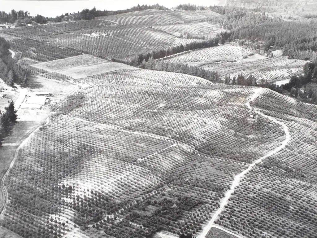 Victor Carlyle Browne - 'Orchards Near Nelson' - Gelatin Silver Photograph Image 1++