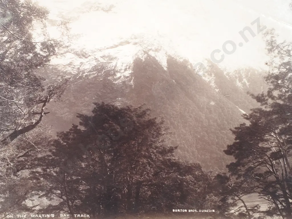 Burton Brothers, Dunedin (1870s - 1890s) - On the Martins Bay Track, c.1890 - Photograph Image 1++