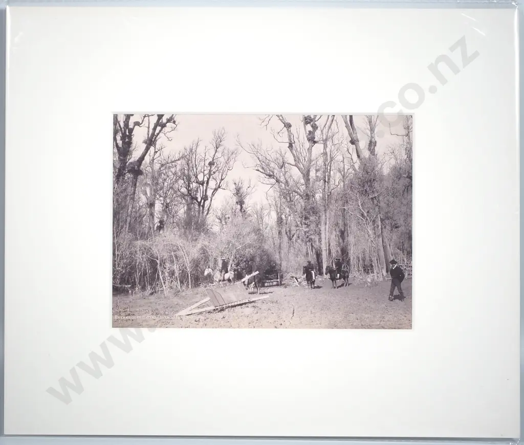 Photograph of the 'Entrance to Bush After Tarawera Eruption', (1886) Image 1++