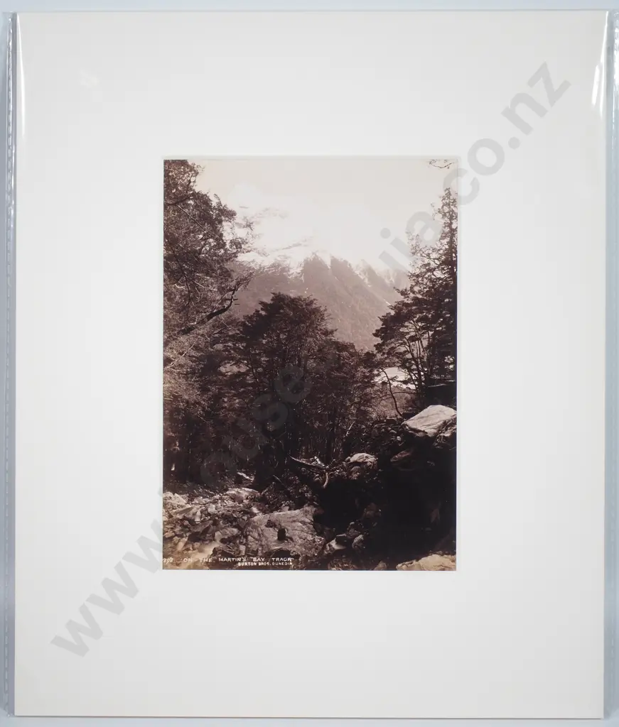 Burton Brothers, Dunedin (1870s - 1890s) - On the Martins Bay Track, c.1890 - Photograph Image 1++