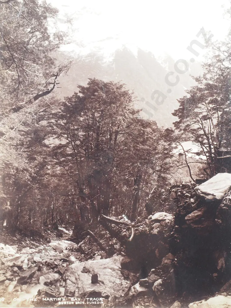 Burton Brothers, Dunedin (1870s - 1890s) - On the Martins Bay Track, c.1890 - Photograph Image 1++