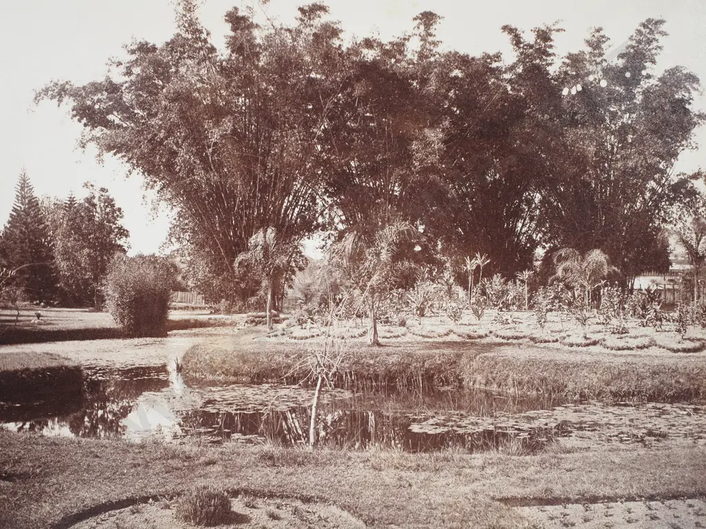 Photograph of Bamboo Clumps, Botanical Gardens, Brisbane - Late 19th Century Image 1++