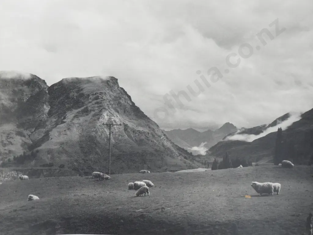 Frederick Lennard Casbolt - Photograph of Otago Landscape with Sheep in Field Image 1++