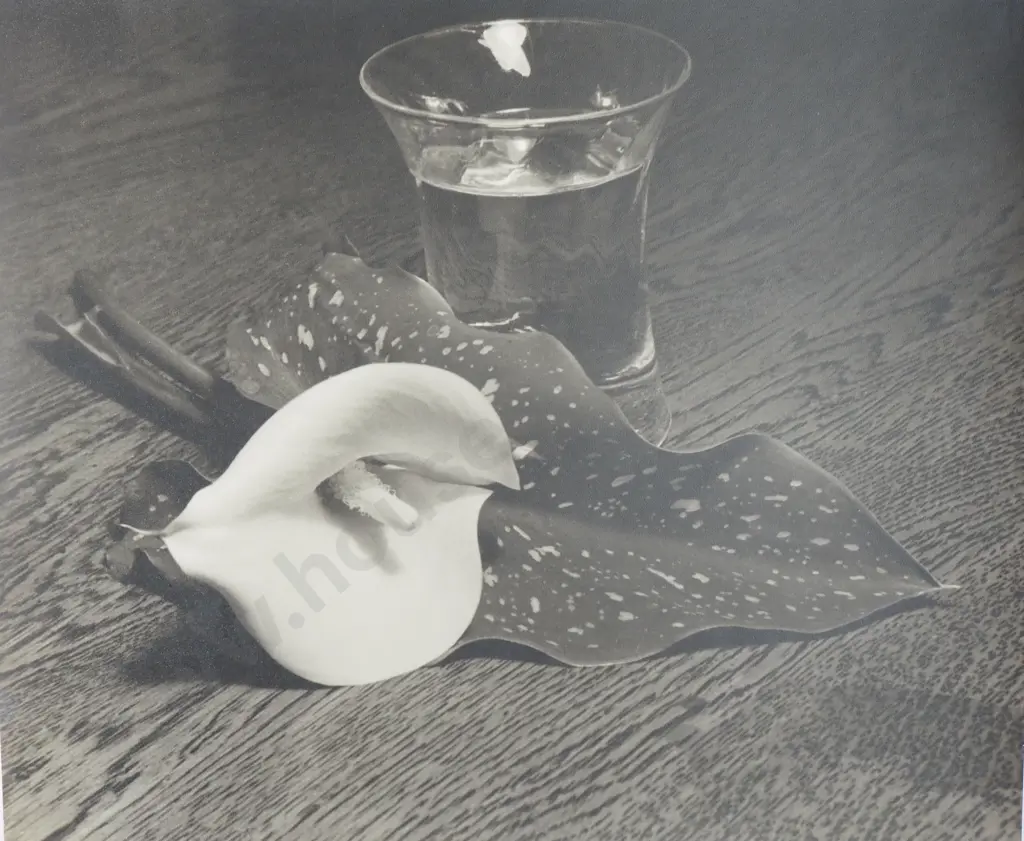 Mid-Century Photograph of a Lily on a Table in a Glass of Water Image 1++