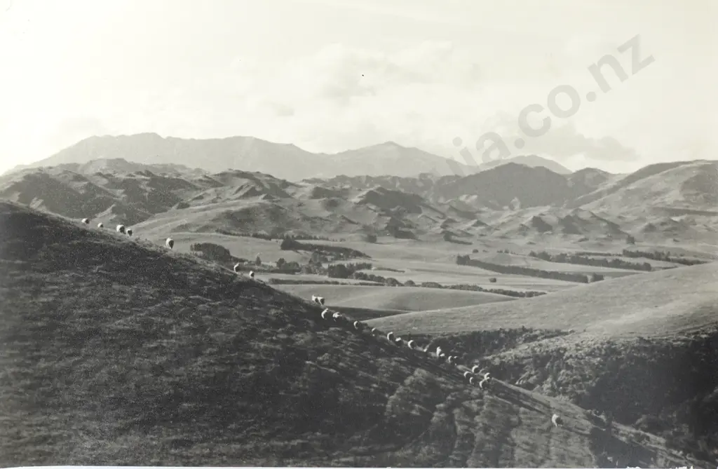 Frederick Lennard Casbolt - Photograph of Sheep Standing on a Hillside Image 1++