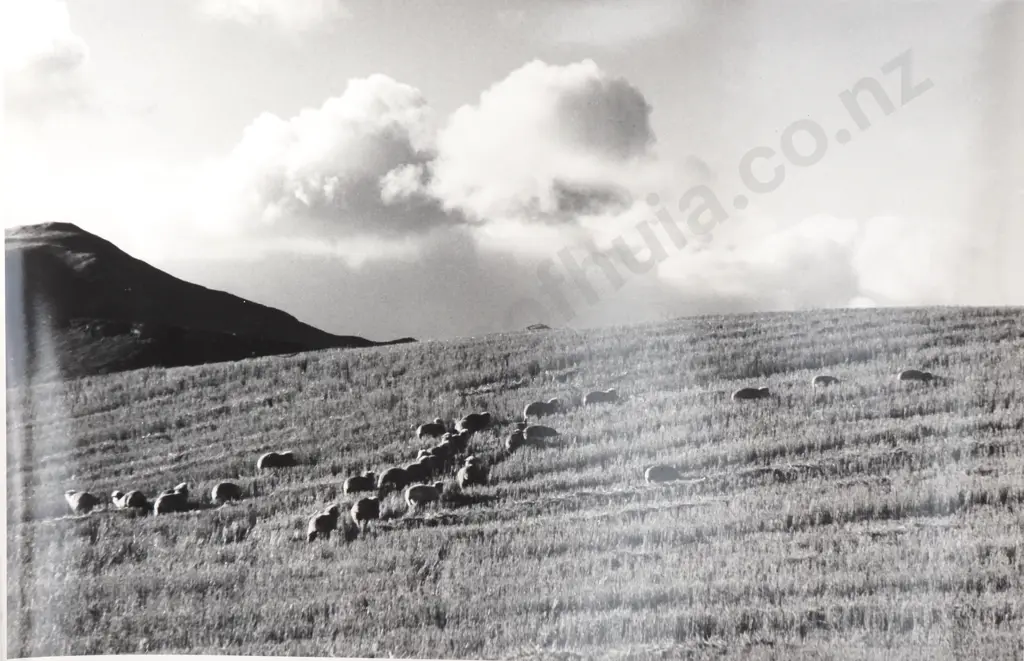 Frederick Lennard Casbolt - Photograph of Sheep Grazing on a Hill Image 1++