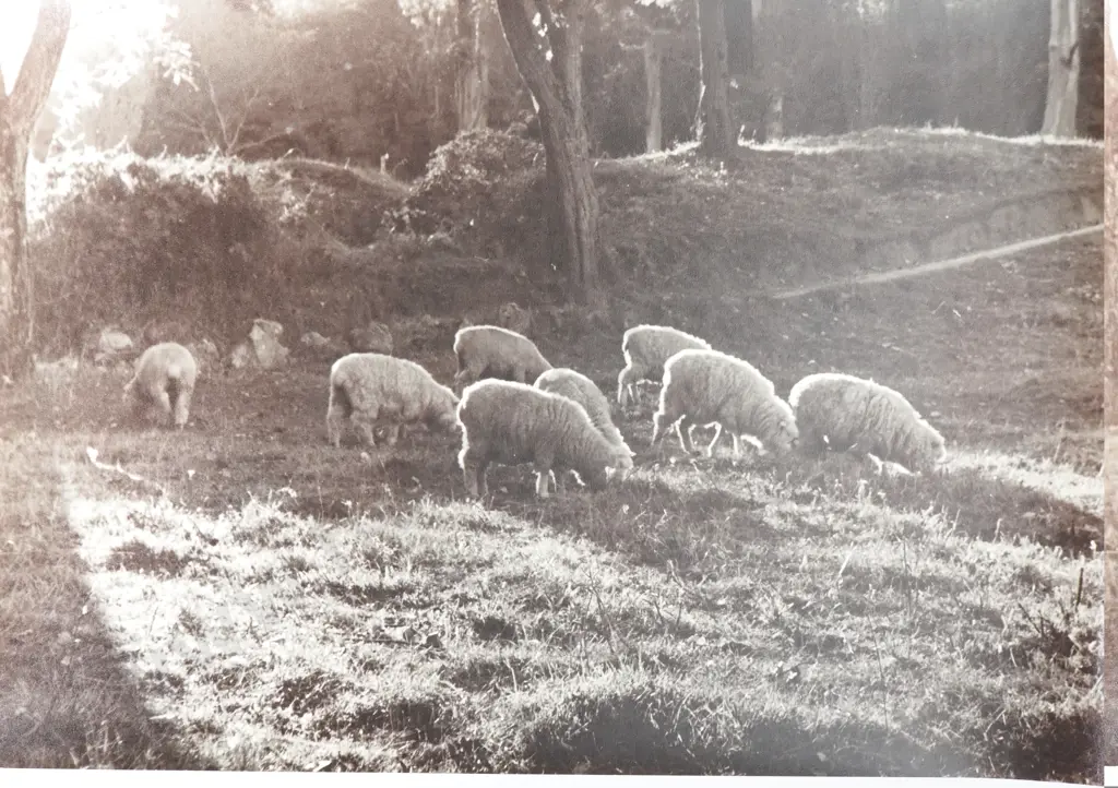 Frederick Lennard Casbolt - Photograph of Sheep Grazing Amongst Trees Image 1++