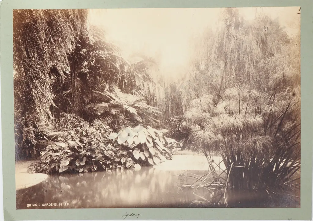 John Paine - Photograph of 'Botanic Gardens', Sydney Image 1++