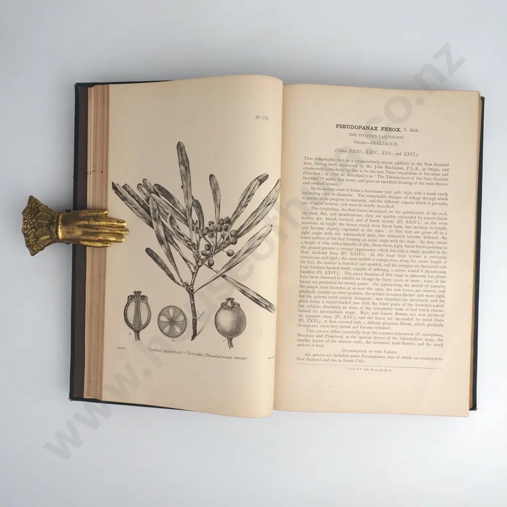Kirk, Thomas - The Forest Flora of New Zealand - Government Printer, Wellington, 1889 Image 1++