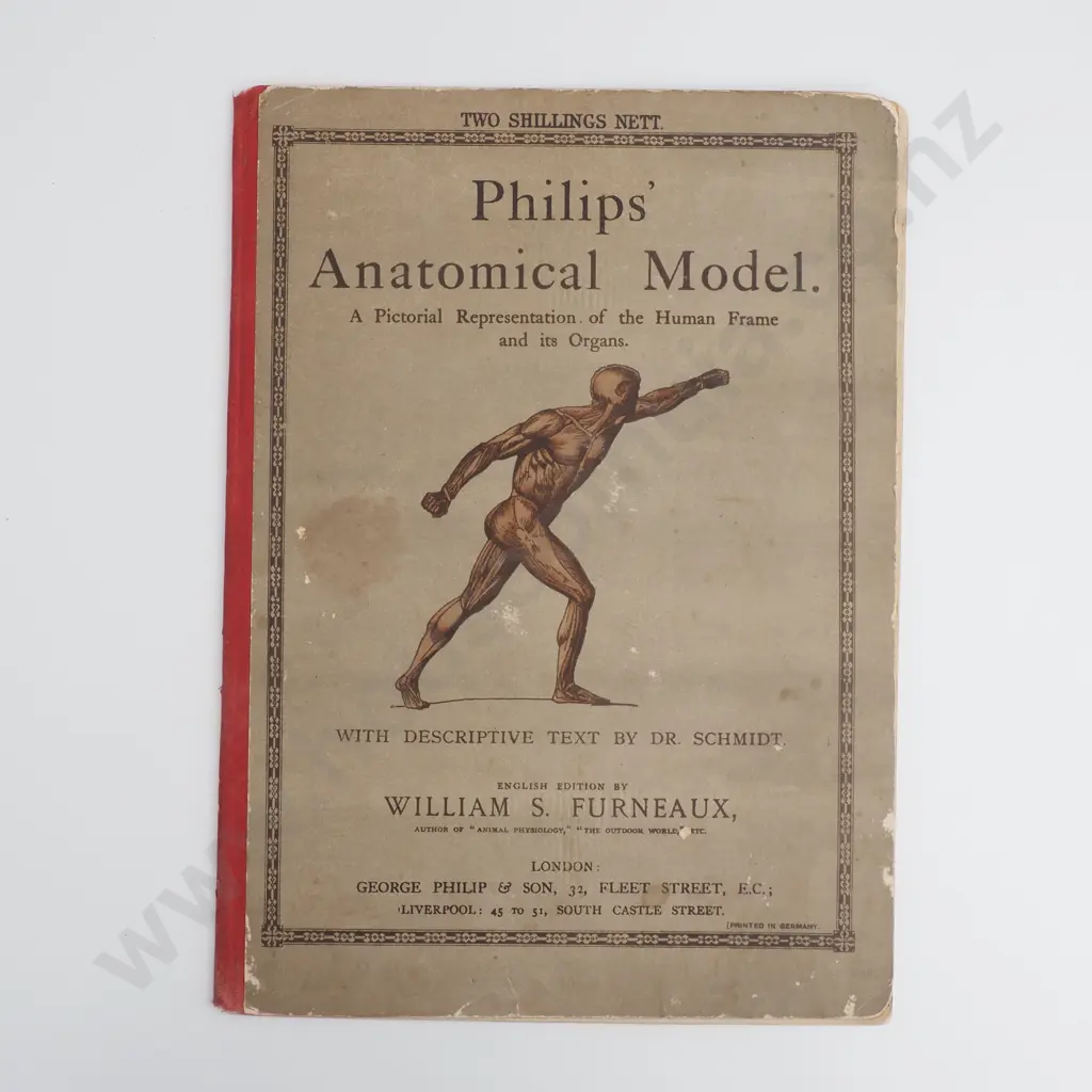 Furneaux, W. S - Philips Anatomical Model, George Philip & Son, London Image 1++