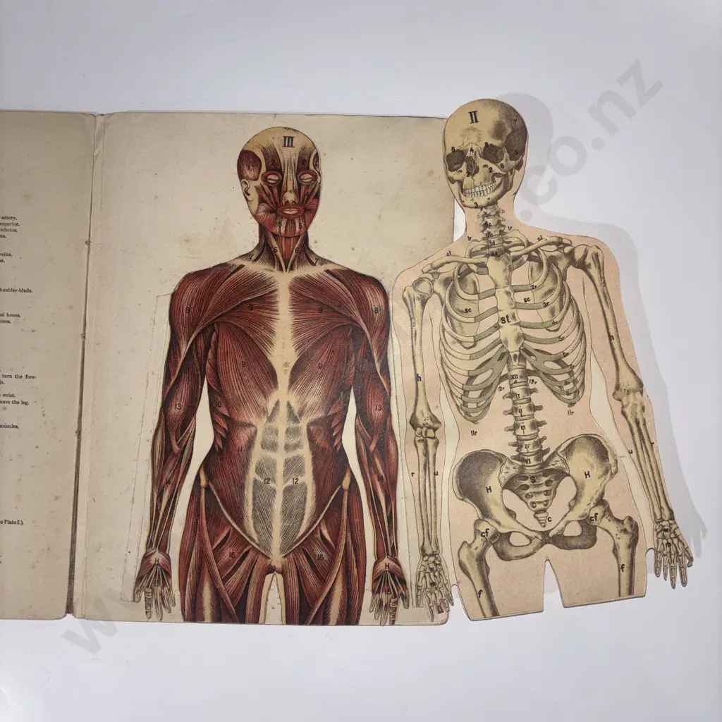 Furneaux, W. S - Philips Anatomical Model, George Philip & Son, London Image 1++