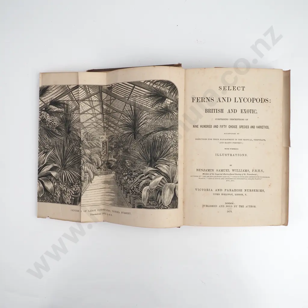 B.S. Williams - 'Select Ferns and Lycopods: British and Exotic.' Image 1++