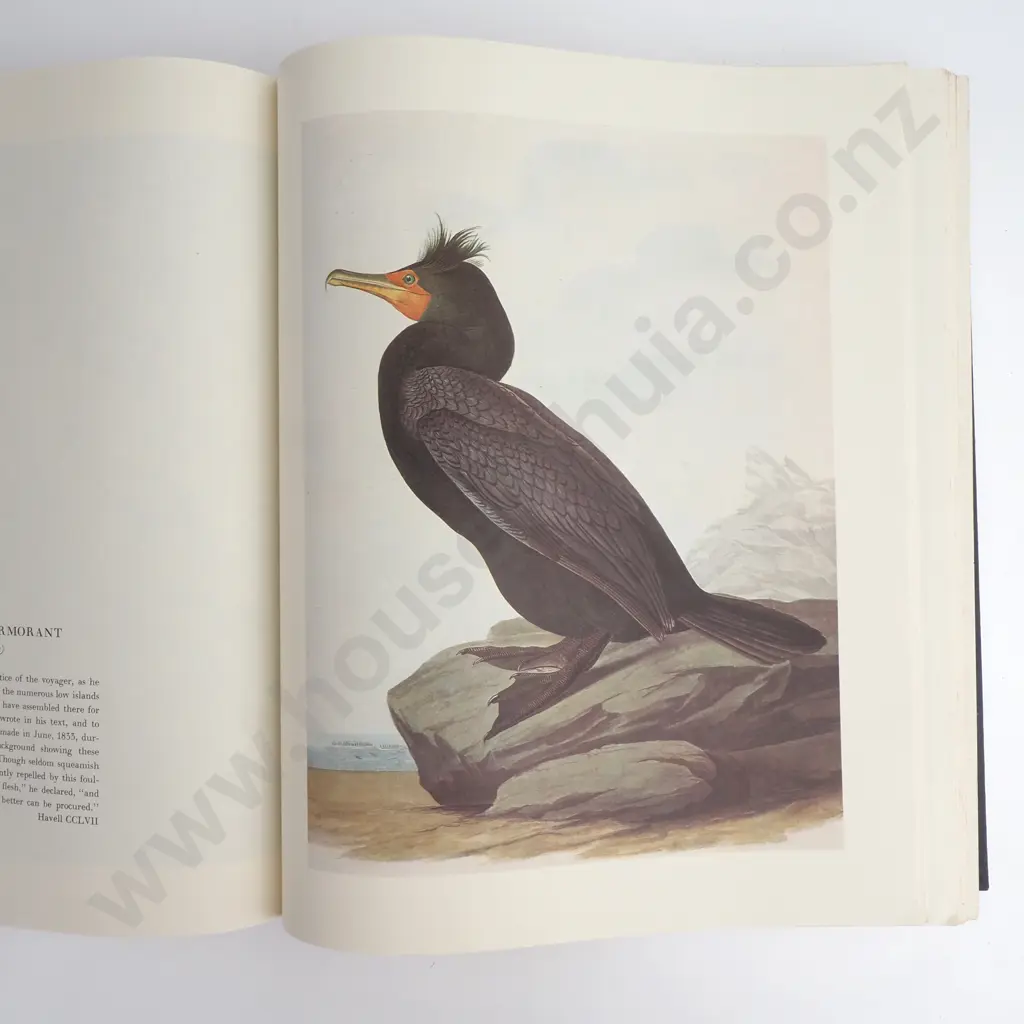 John James Audubon,  Water-color Paintings  for the Birds of America Vol 1 Image 1++
